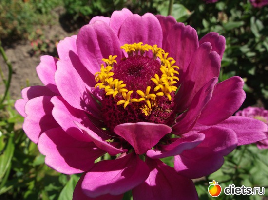 18 фото: Красота нашего сада