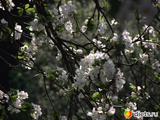 20 фото: Красота нашего сада