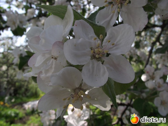 21 фото: Красота нашего сада