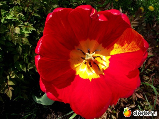 22 фото: Красота нашего сада