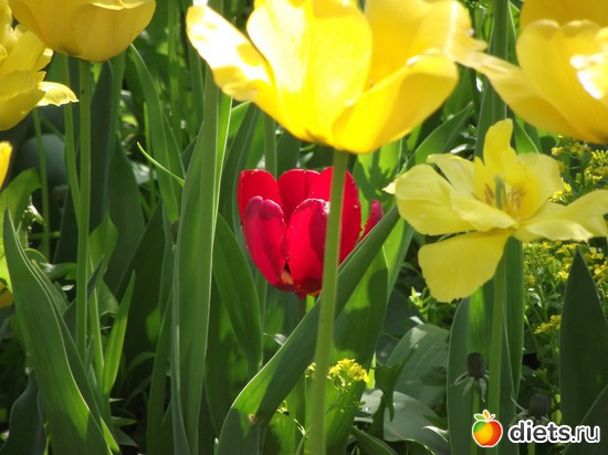 23 фото: Красота нашего сада