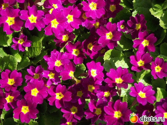 24 фото: Красота нашего сада