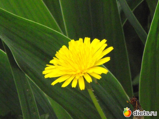 26 фото: Красота нашего сада