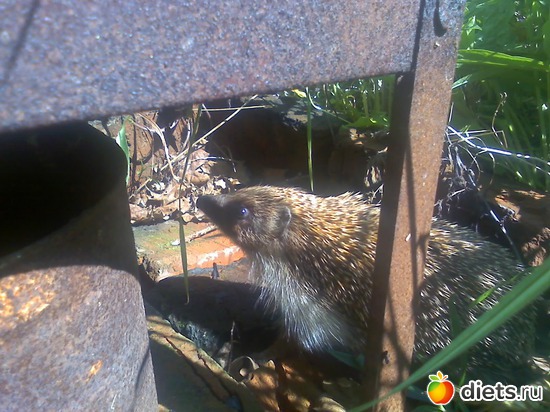 �� �������� ������:), ������: ��������