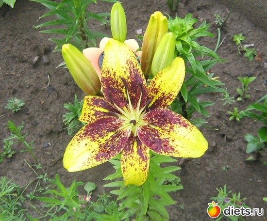 4 ����: ��� ������� ����