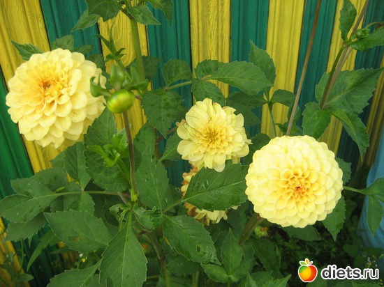 7 ����: ��� ������� ����