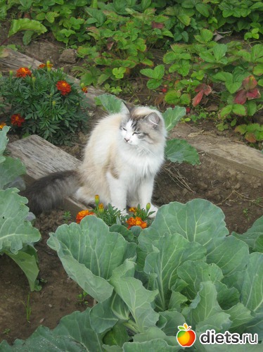 8 ����: ��� ������� ����