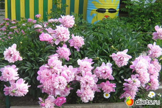 11 фото: Моя любимая дача