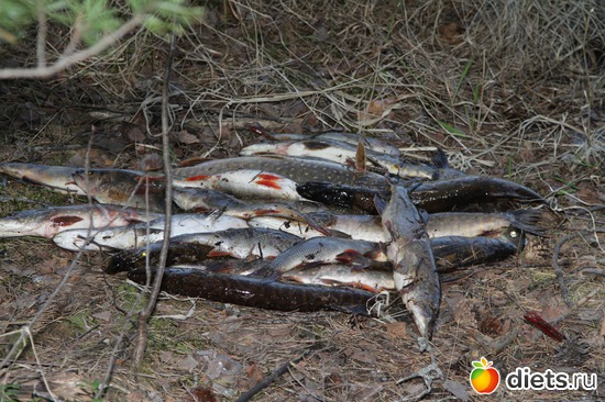 3 ����: �������