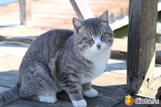 4 ����: �������