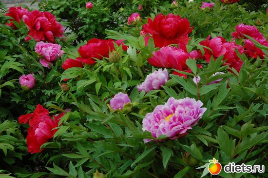 4 фото: Изобилие пионов