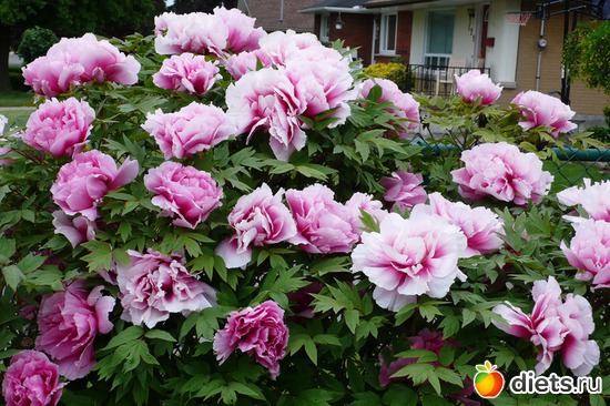 5 фото: Изобилие пионов