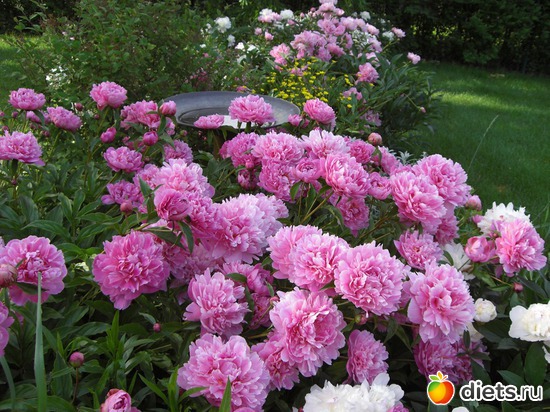 6 фото: Изобилие пионов