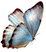    07.08  Lady-butterfly!