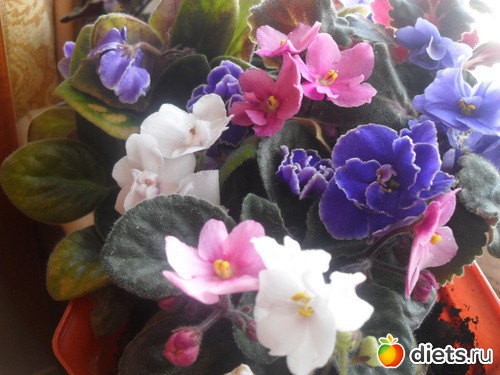 Мои любимые хоббиты.