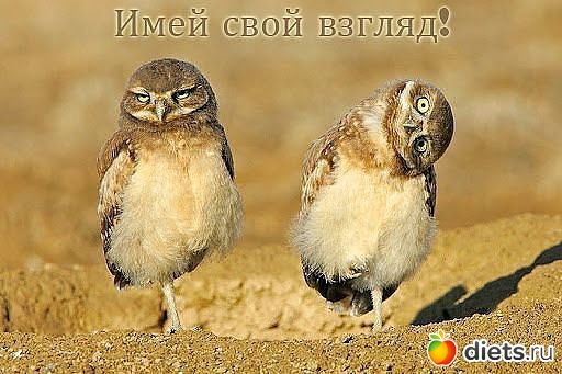 ��������, �����������