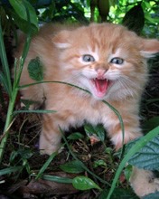 Картиночки