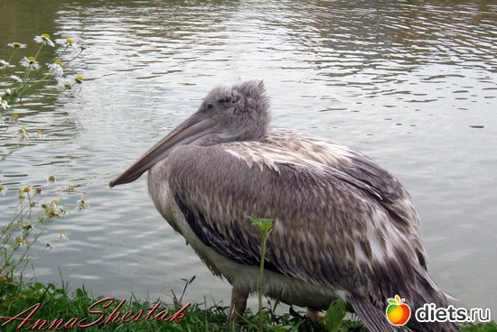 �������, ������: ������� ����