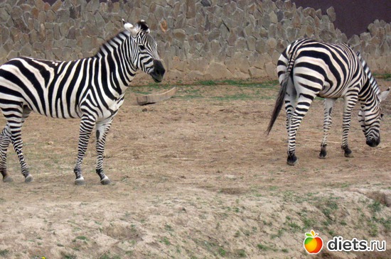 10 ����: ������� ����