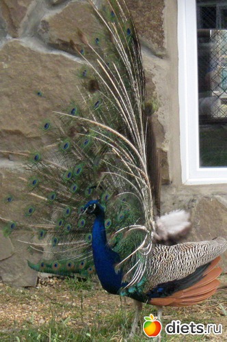 11 ����: ������� ����