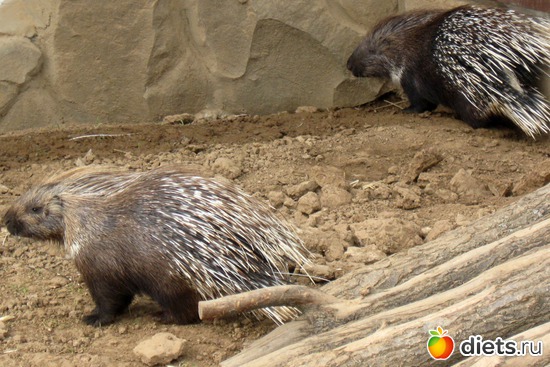 12 фото: Экзотик парк