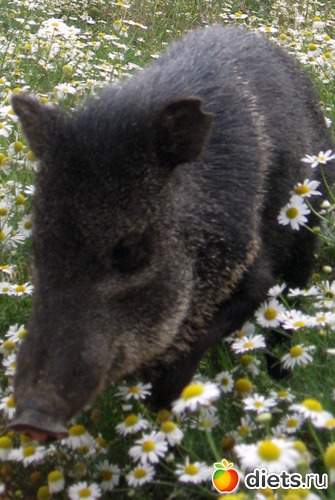 ������ � ��������, ������: ������� ����