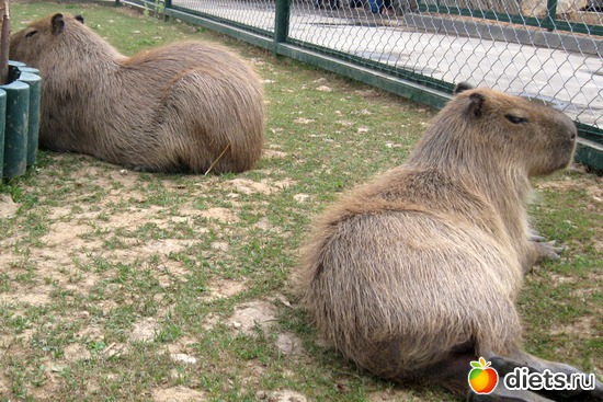 17 ����: ������� ����