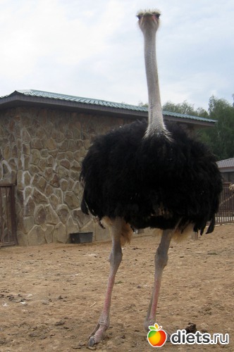 18 ����: ������� ����