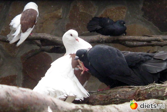 19 фото: Экзотик парк