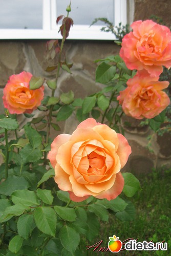 Цветочки, альбом: Экзотик парк