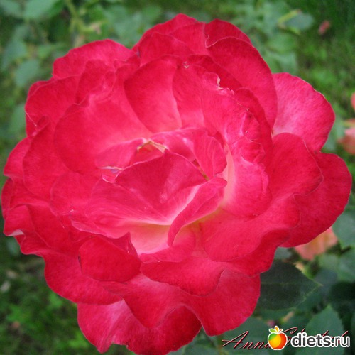 Цветочки, альбом: Экзотик парк