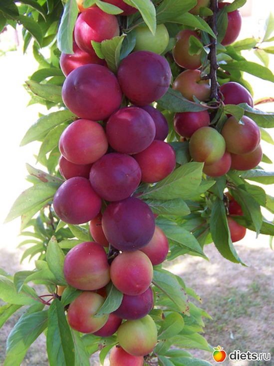 20 ����: ������