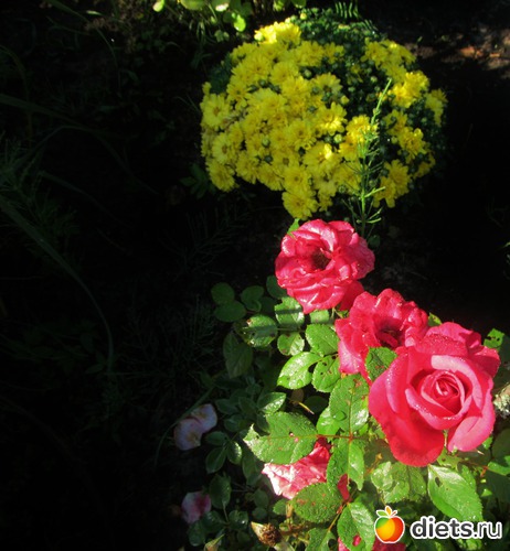 ������ � ����, ������: ���� 2012