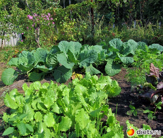 ������ � ����, ������: ���� 2012