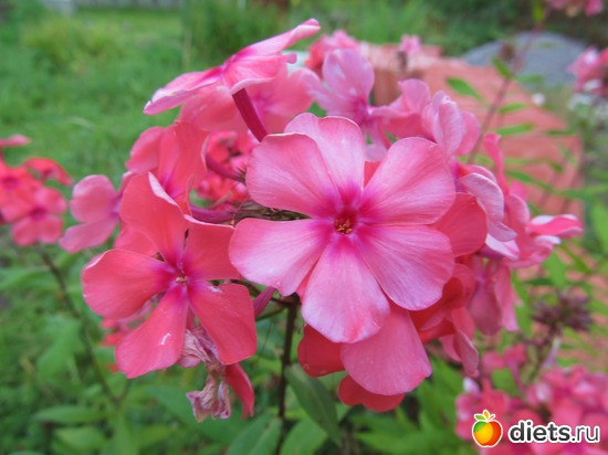 ������ � ����, ������: ���� 2012