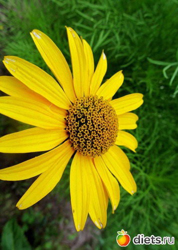 ������ � ����, ������: ���� 2012