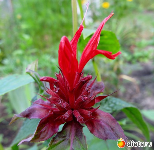 ������ � ����, ������: ���� 2012