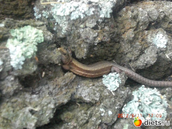 ������, ������: ����