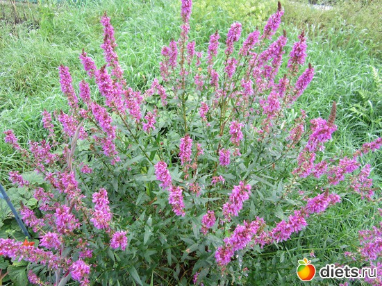 31 ����: ��� ����