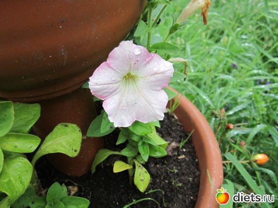 32 ����: ��� ����