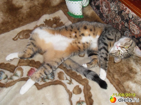 56 фото: Котейка