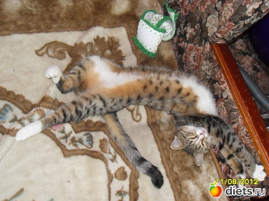 потягушечки :), альбом: Котейка