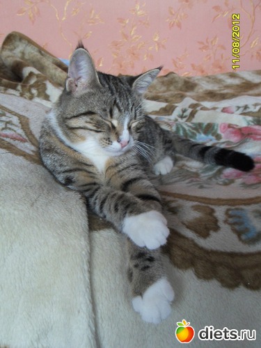 58 фото: Котейка