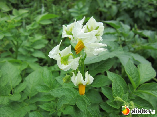 33 фото: Моя дача