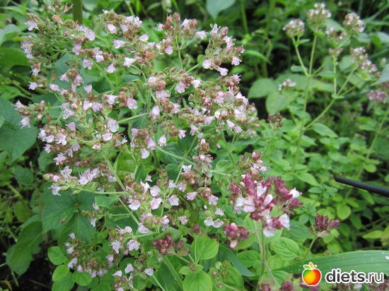 34 ����: ��� ����