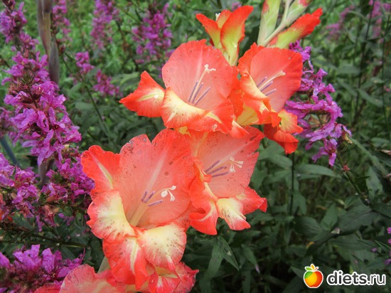 35 ����: ��� ����