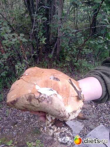 14 фото: цветы