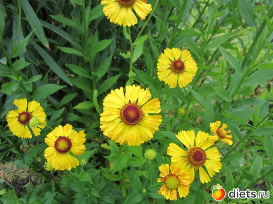 36 ����: ��� ����