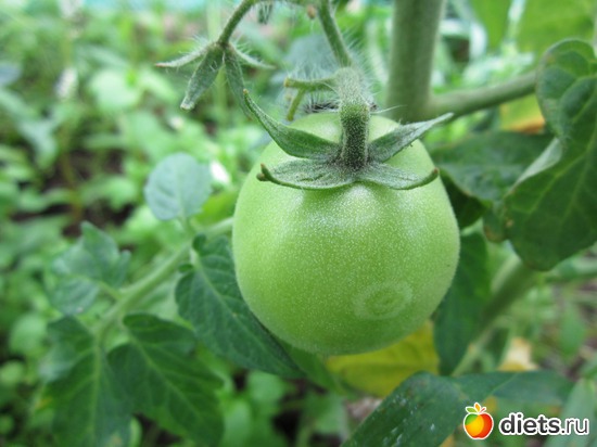 37 фото: Моя дача