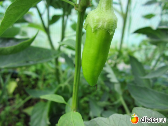 38 ����: ��� ����